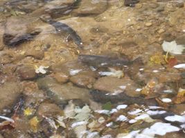 IMG_1210.jpeg