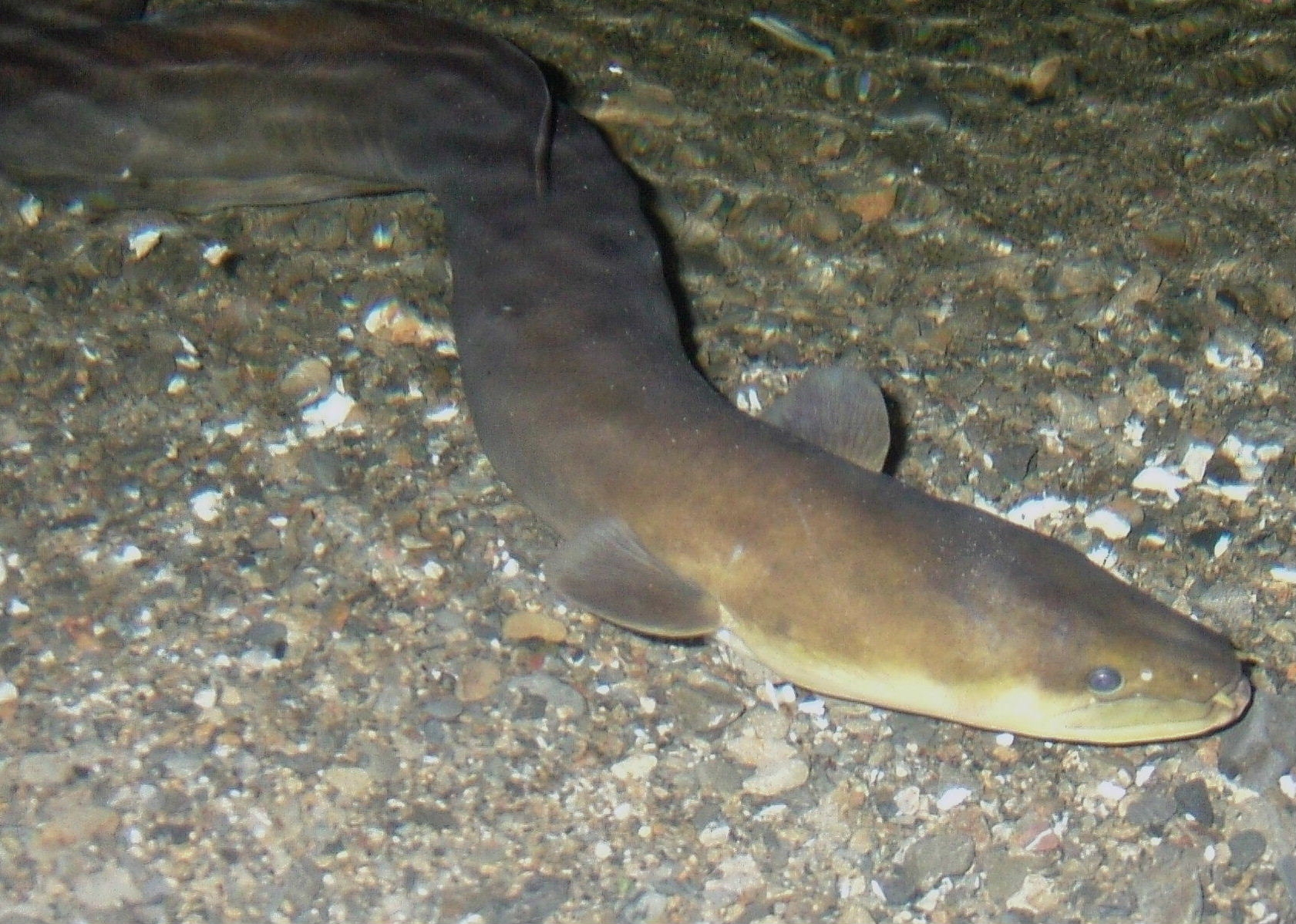 NZ eel