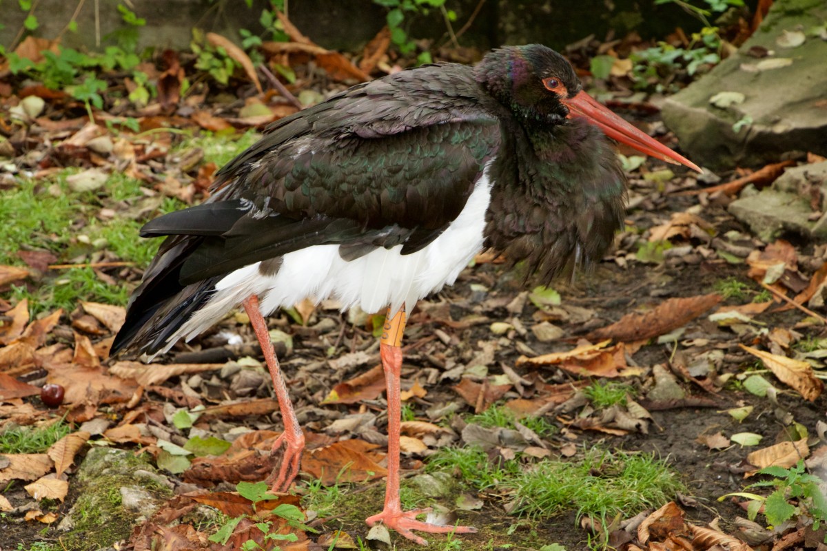 nature animals stork black stork 687085